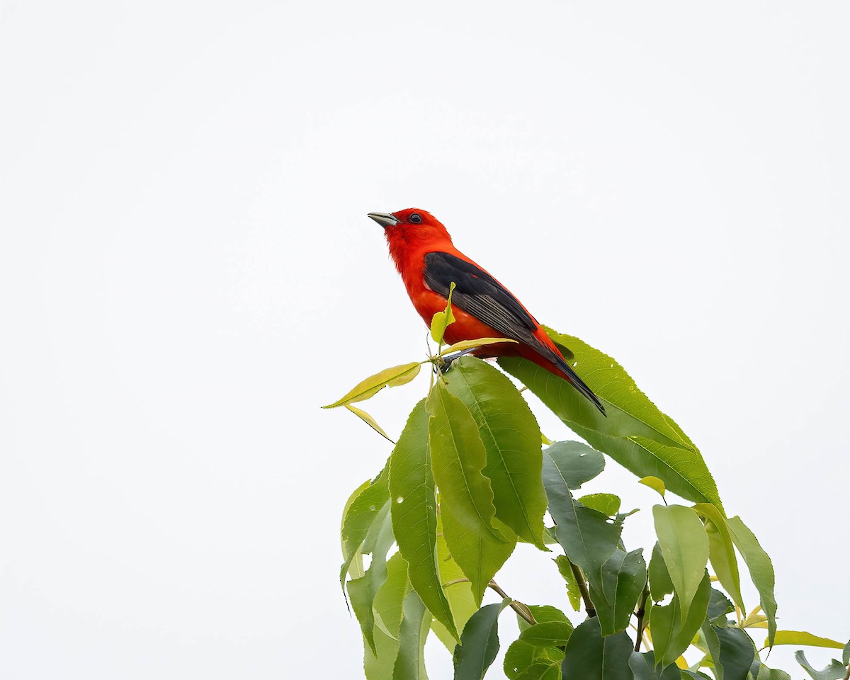 Scarlet Tanager - ML620382087