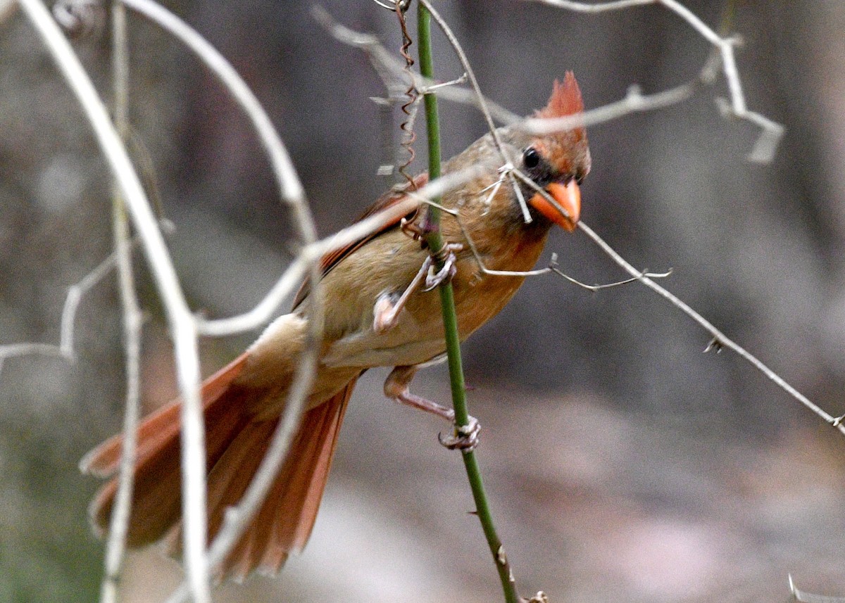 Cardinal rouge - ML620382090