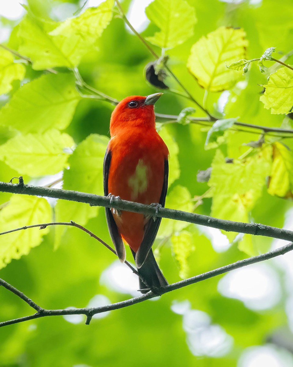 Scarlet Tanager - ML620382092