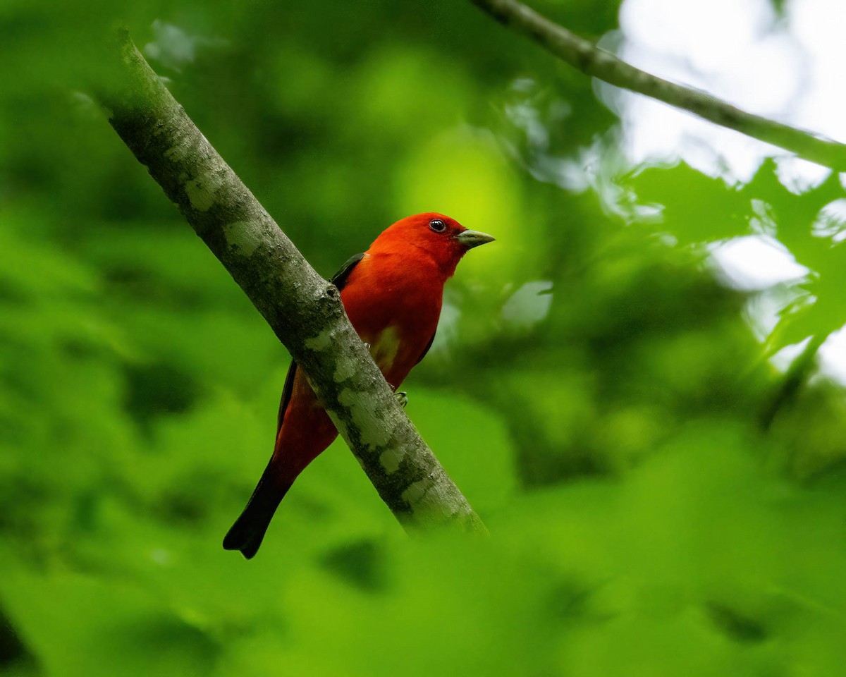 Scarlet Tanager - ML620382097