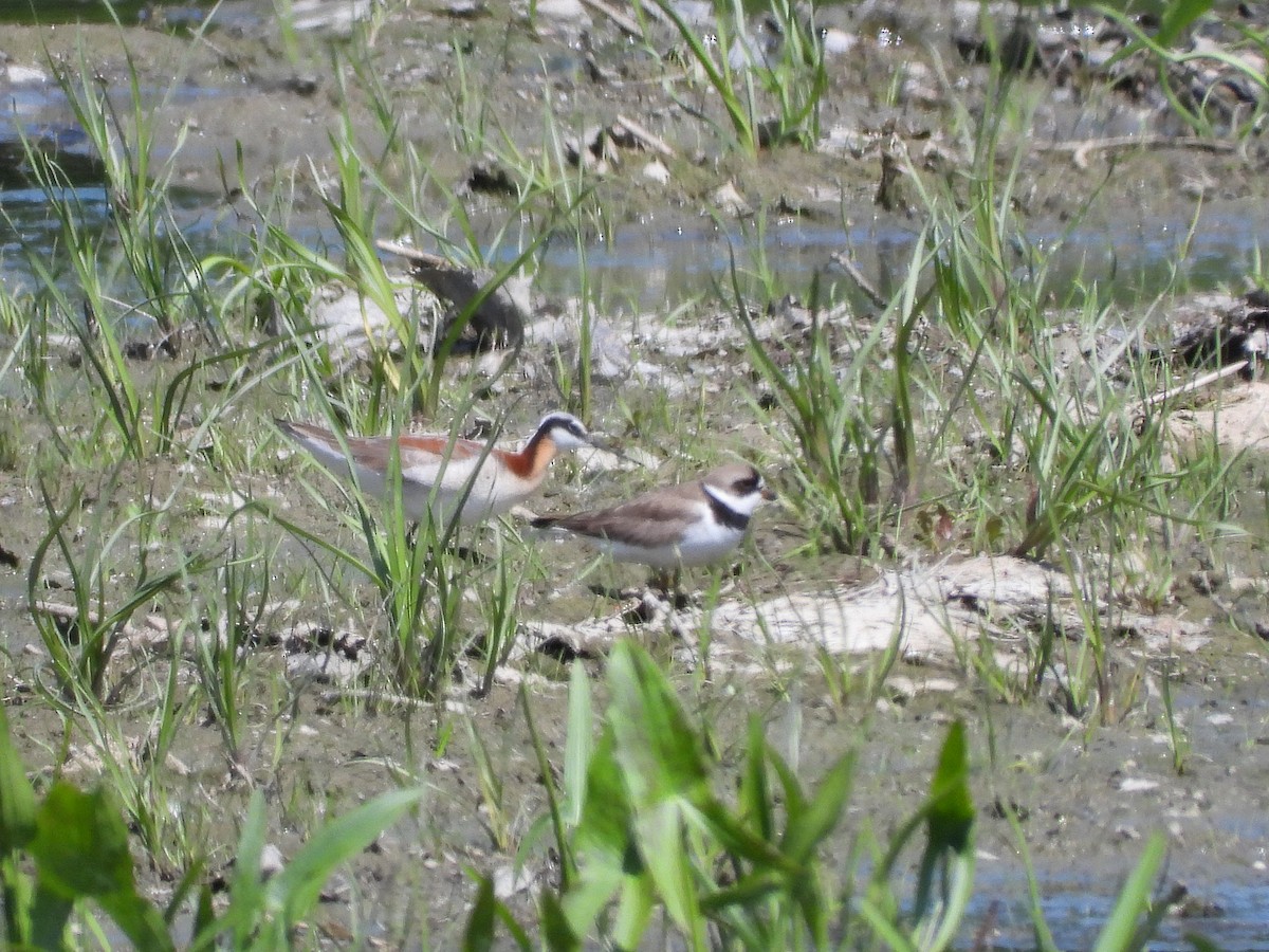 Semipalmated Plover - ML620382108