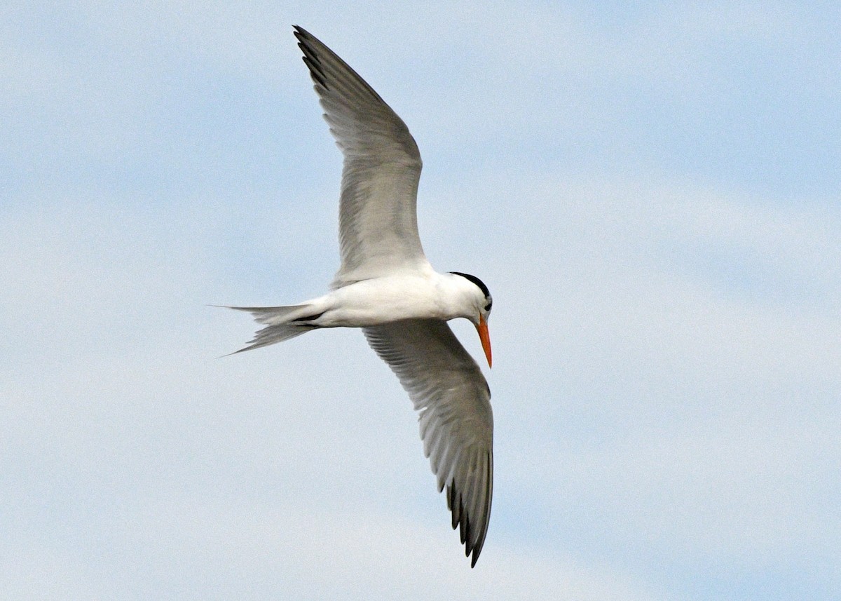 Royal Tern - Gregory Bozek