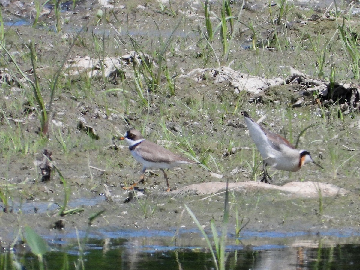 Semipalmated Plover - ML620382112