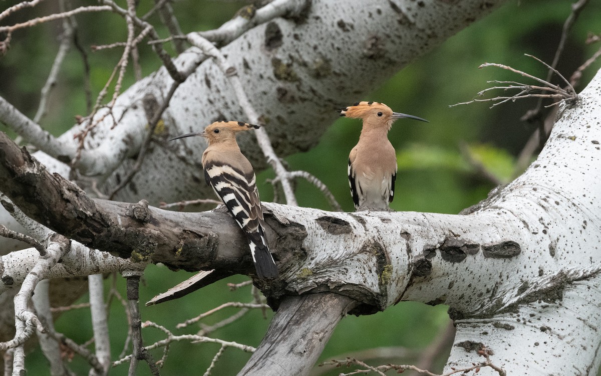 Eurasian Hoopoe - ML620382113