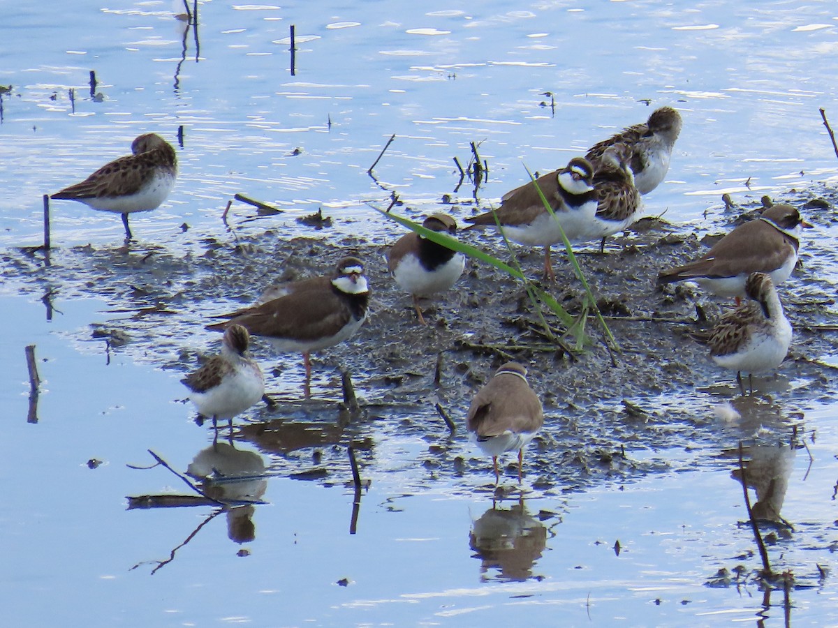 Semipalmated Plover - ML620382123