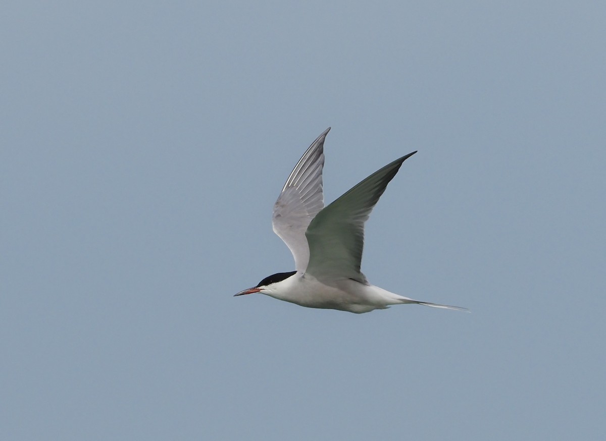 Common Tern (longipennis) - ML620382140