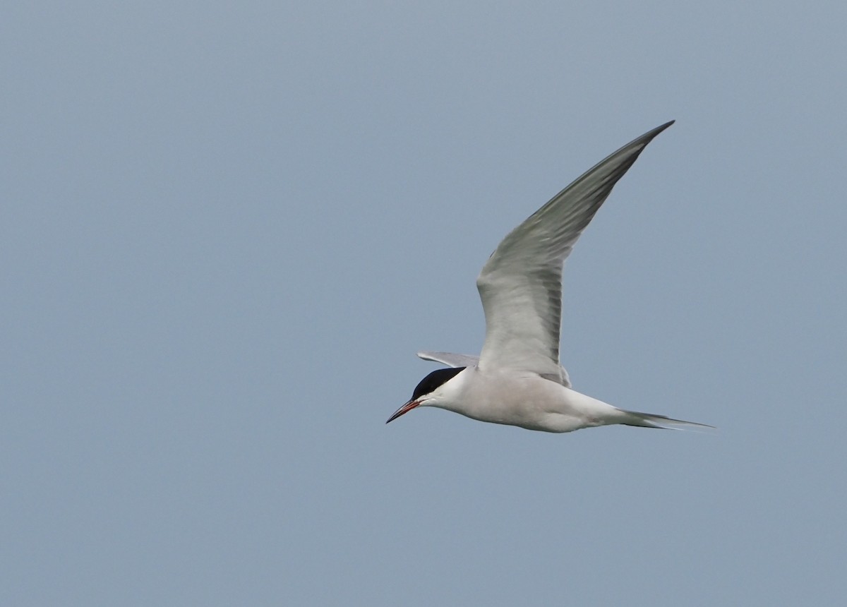 Common Tern (longipennis) - ML620382143