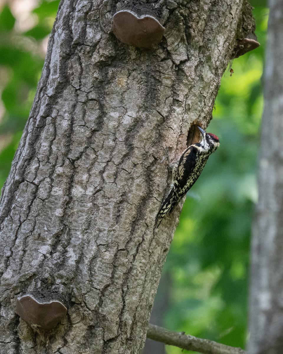 Yellow-bellied Sapsucker - ML620382147