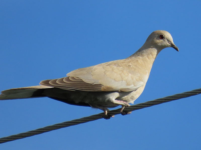 Eurasian Collared-Dove - ML620382152
