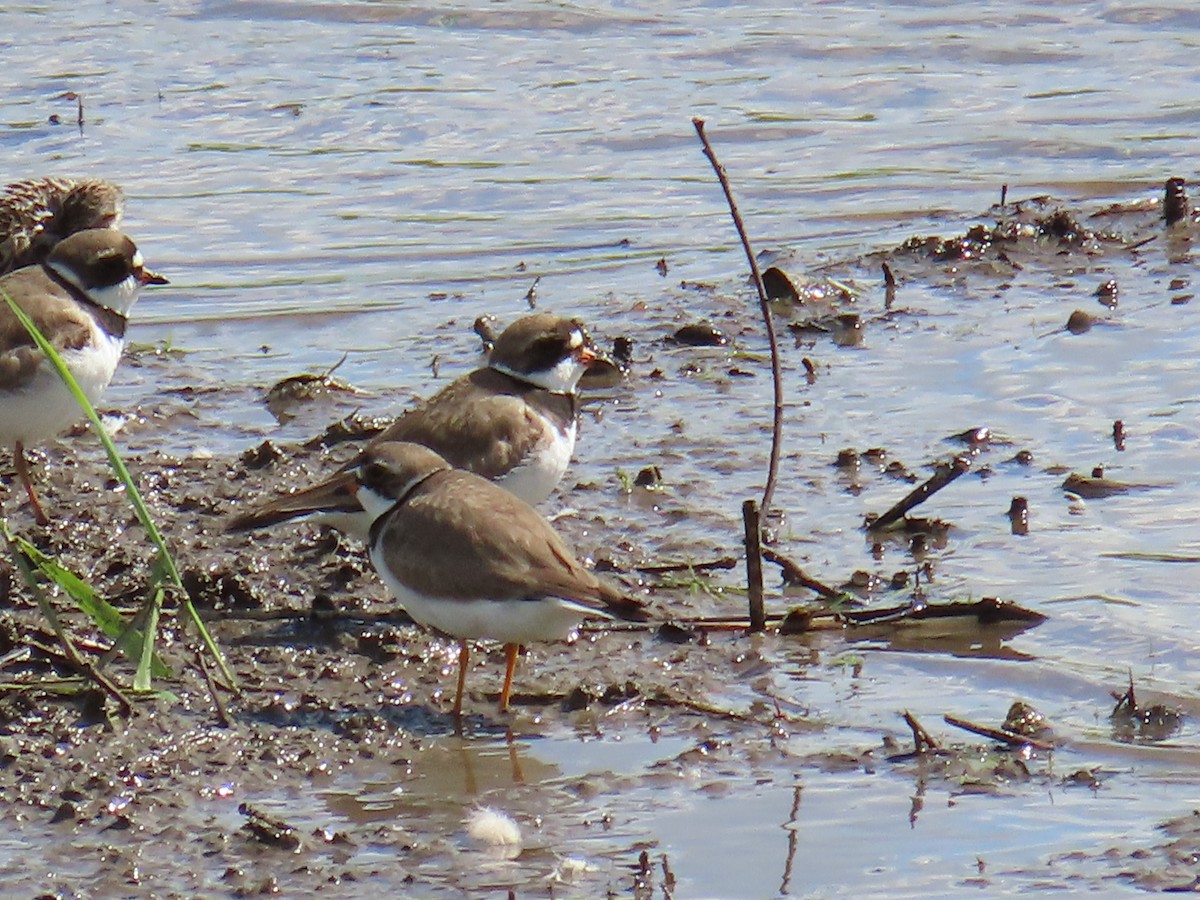 Semipalmated Plover - ML620382159