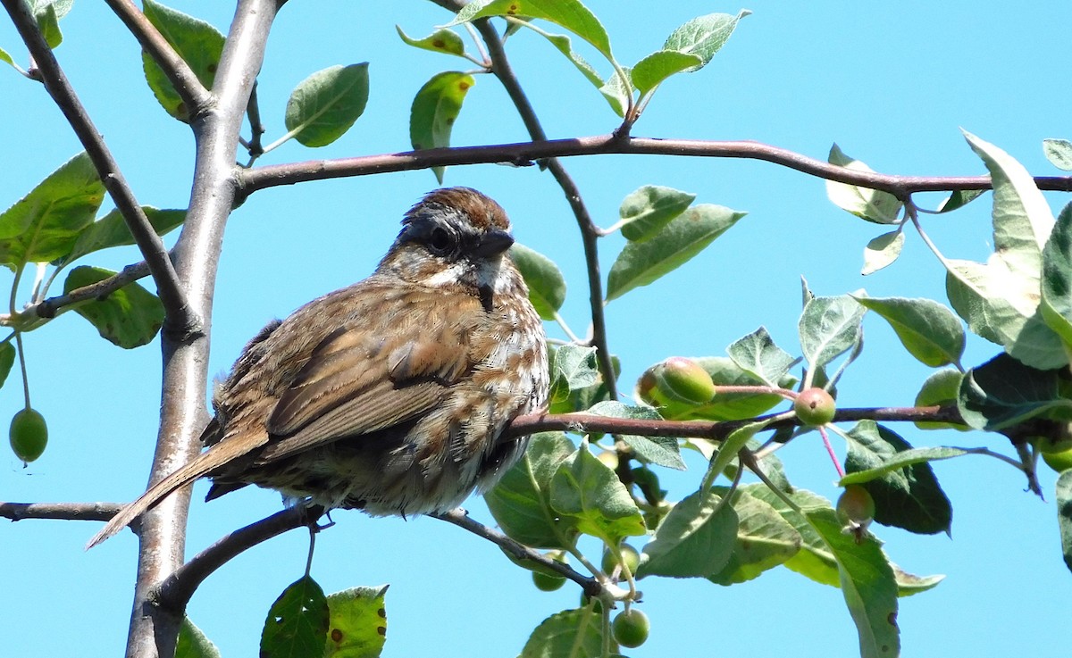 Song Sparrow (rufina Group) - ML620382161