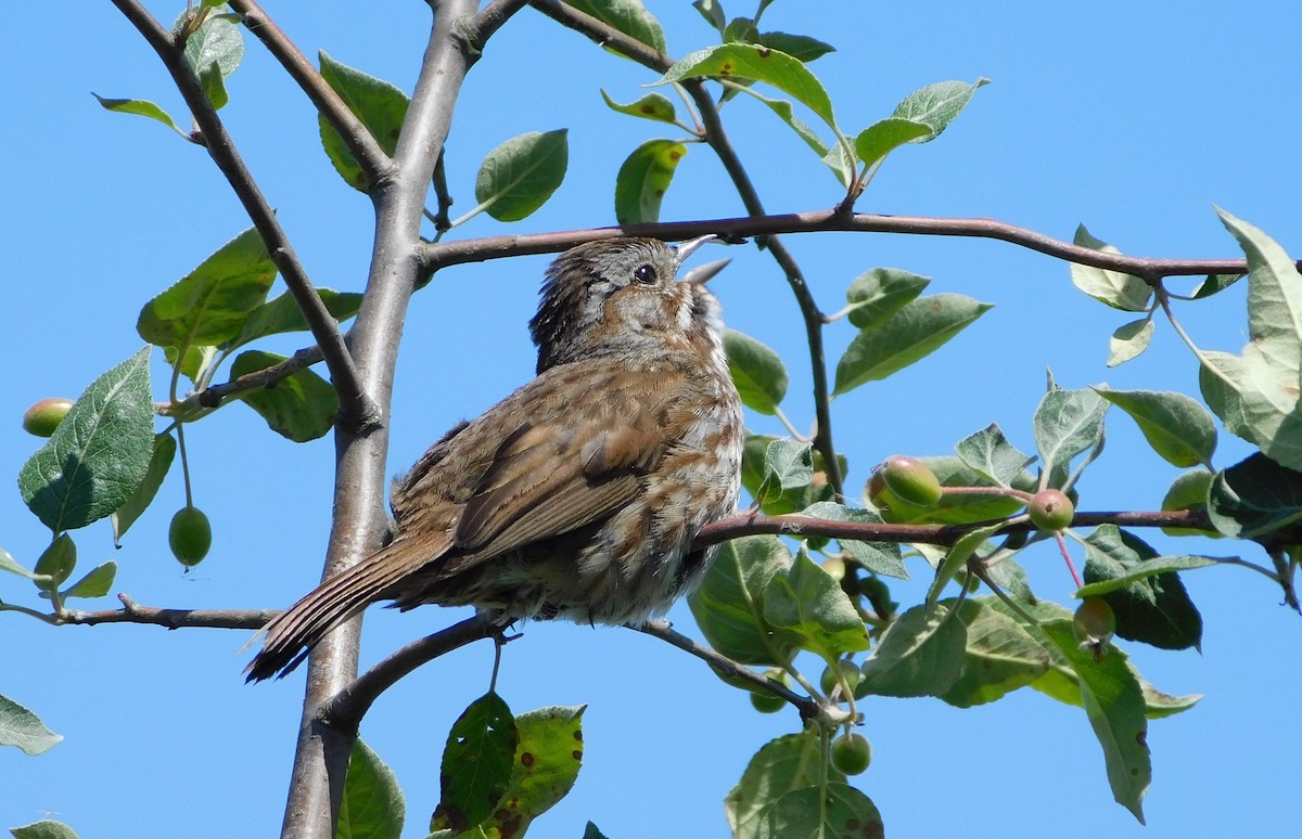 Song Sparrow (rufina Group) - ML620382162