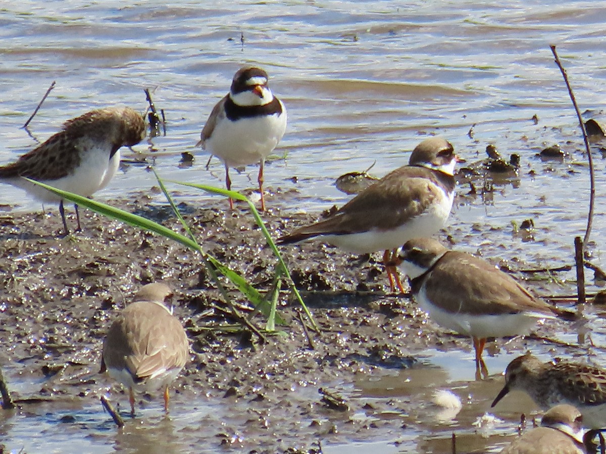 Semipalmated Plover - ML620382168