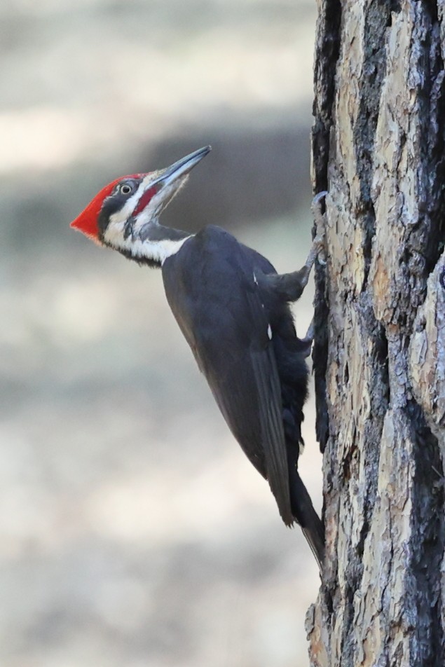 Pileated Woodpecker - ML620382172