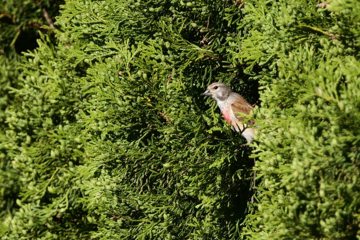 Eurasian Linnet - ML620382175