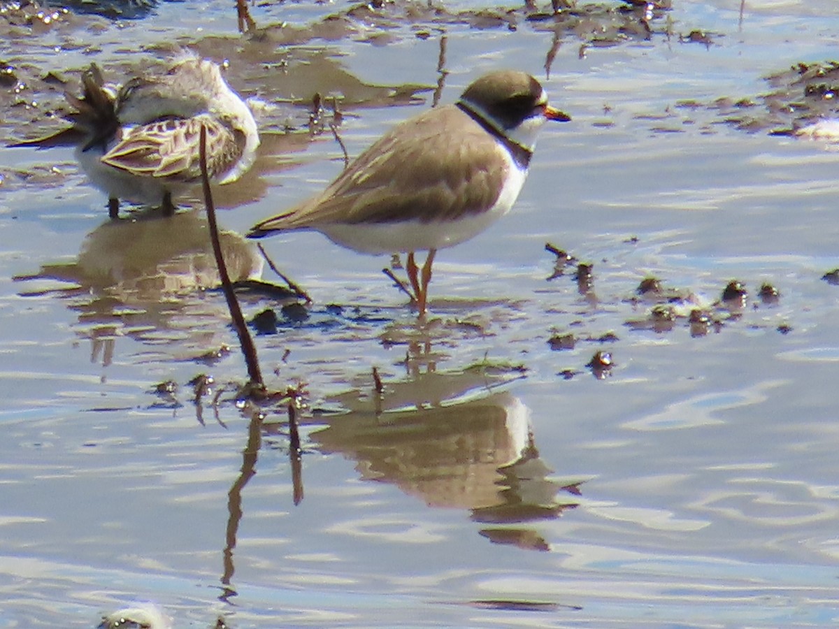 Semipalmated Plover - ML620382187