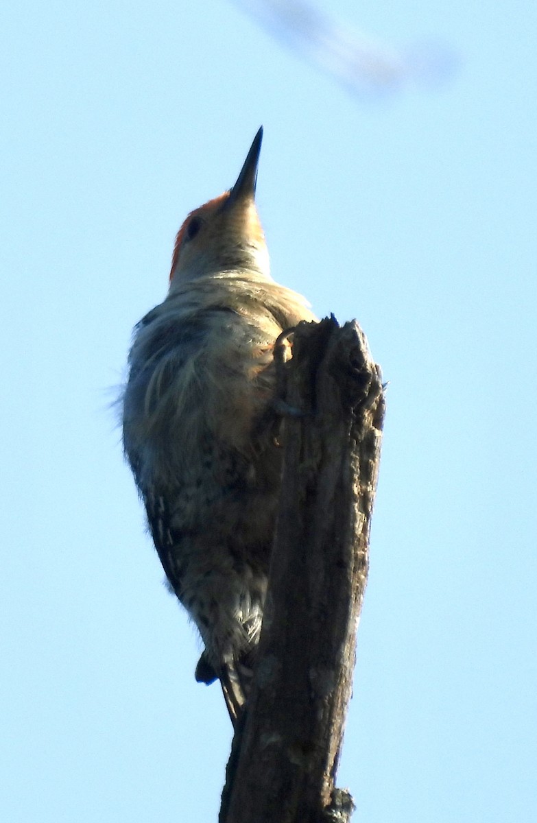 Red-bellied Woodpecker - ML620382192