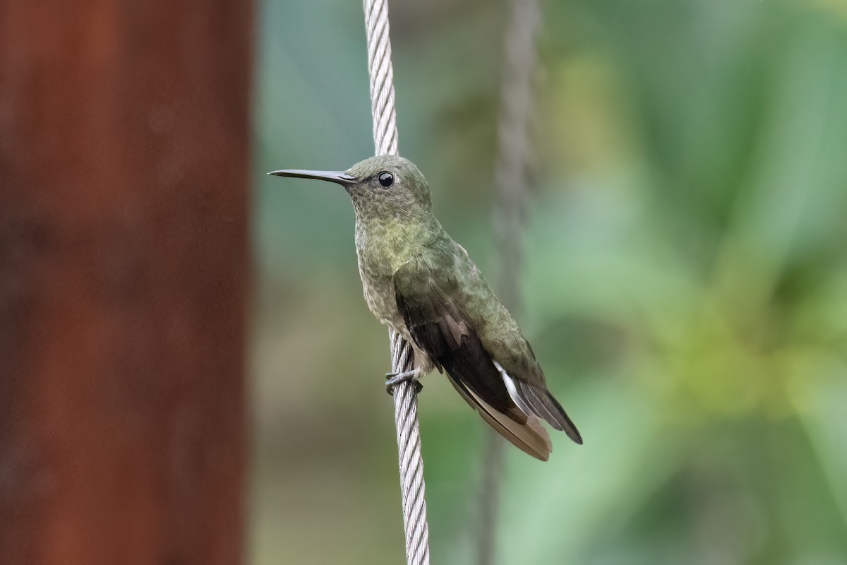 kolibřík skvrnitoprsý - ML620382196