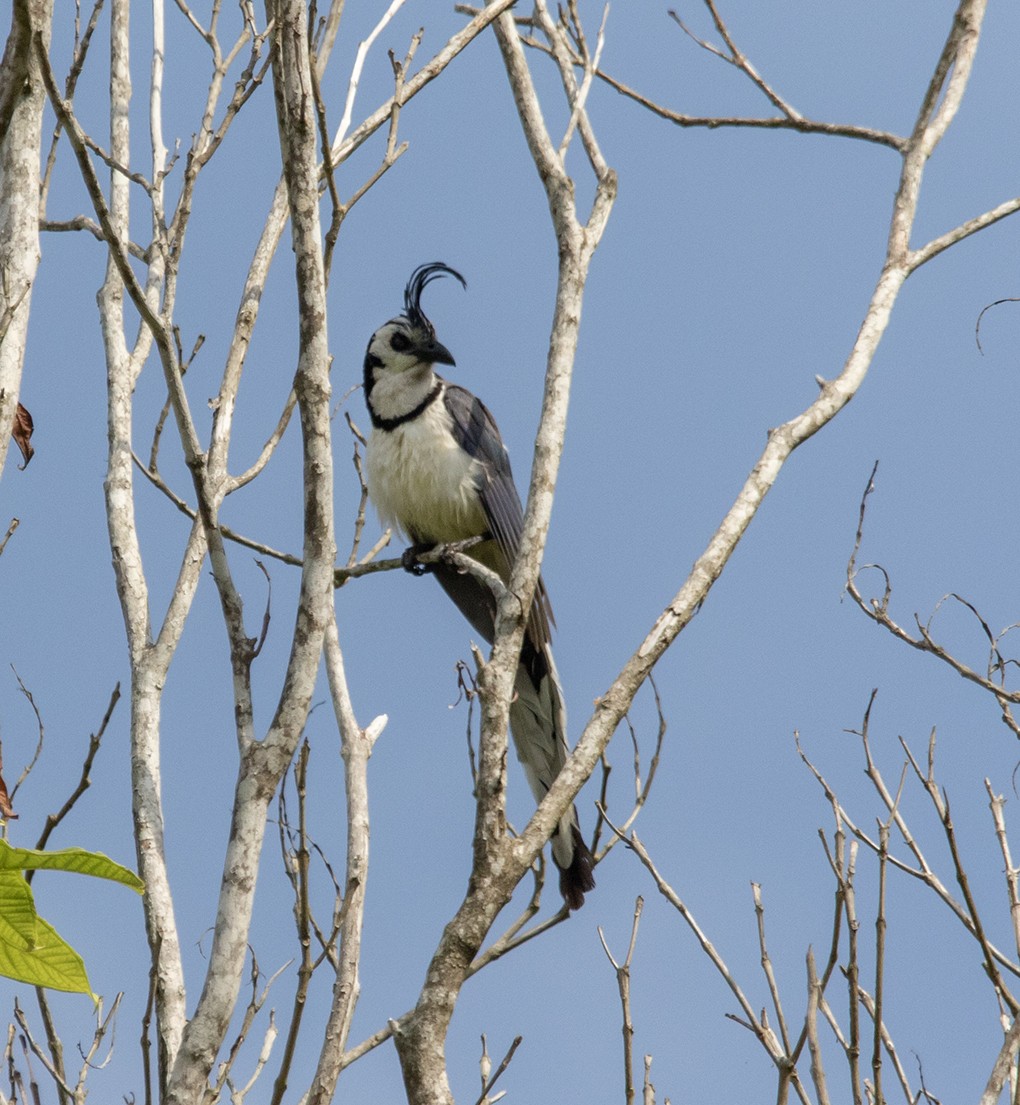 White-throated Magpie-Jay - ML620382200