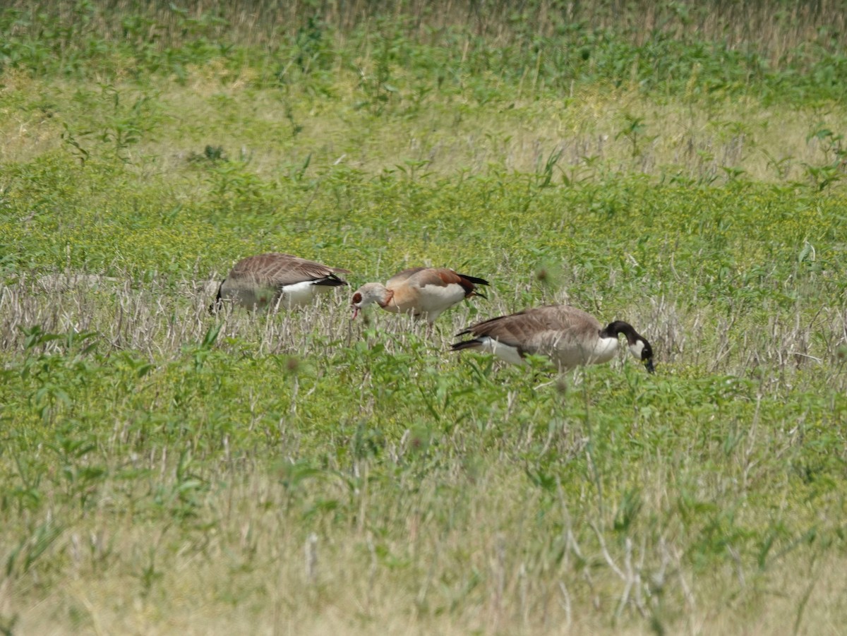 Egyptian Goose - ML620382214