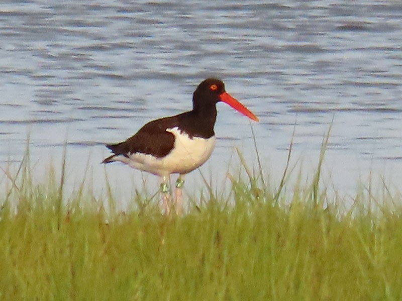 American Oystercatcher - ML620382215