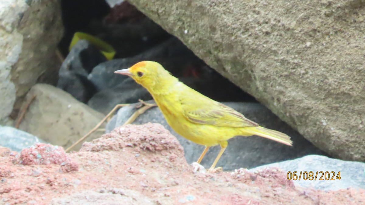 gulparula (erithachorides gr.) (mangroveparula) - ML620382232