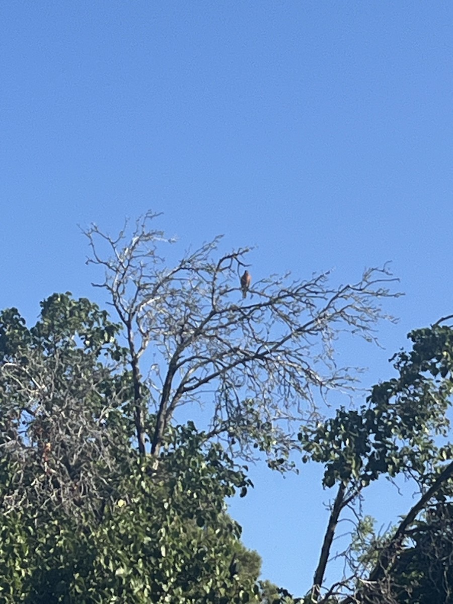 American Robin - ML620382236