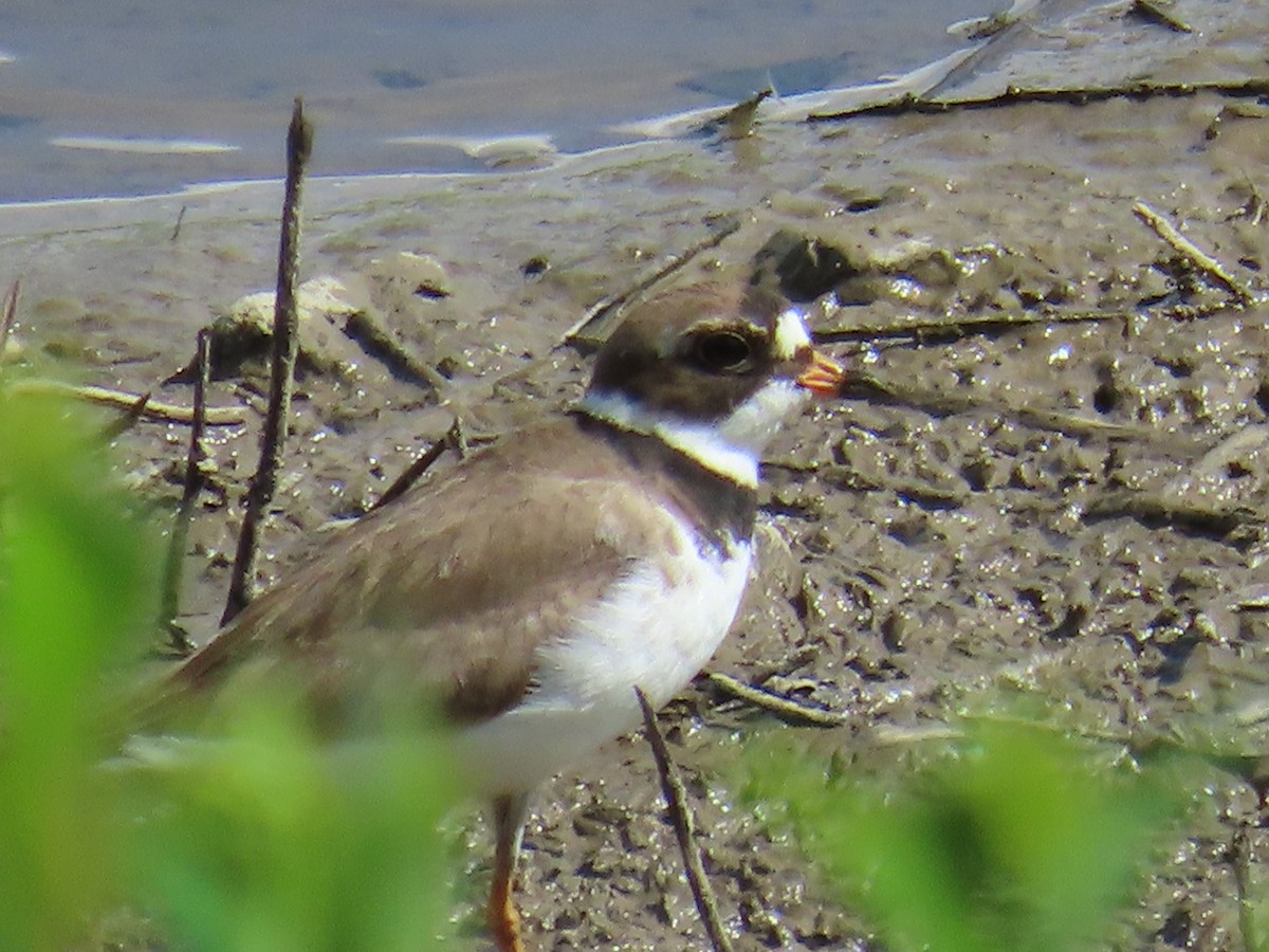 Semipalmated Plover - ML620382238