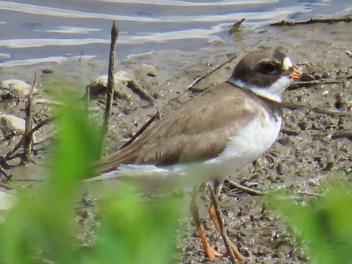 Semipalmated Plover - ML620382239