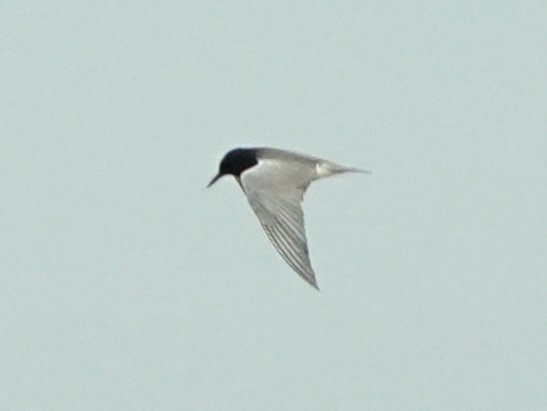 Black Tern - ML620382257