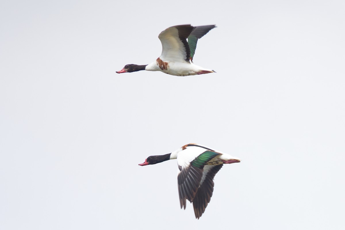 Common Shelduck - ML620382261