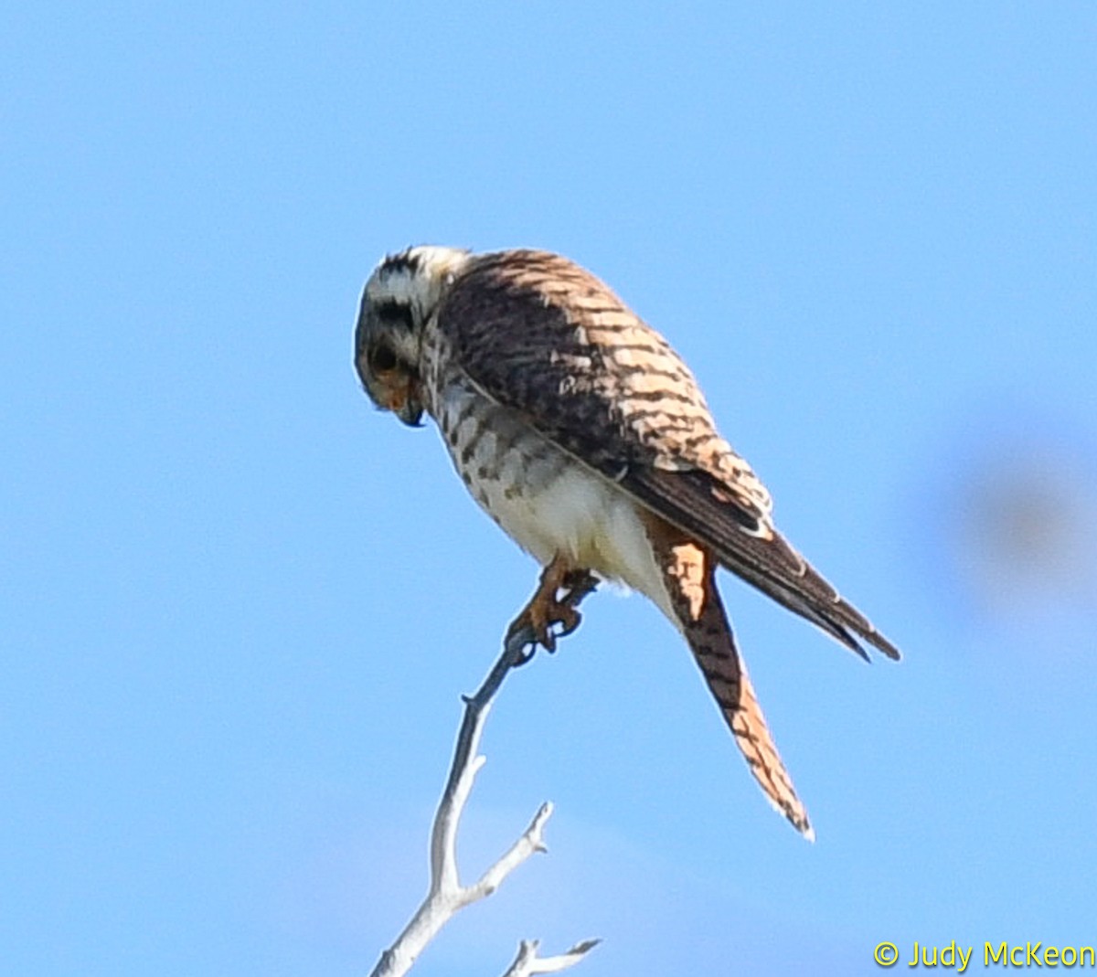 American Kestrel - Judy McKeon