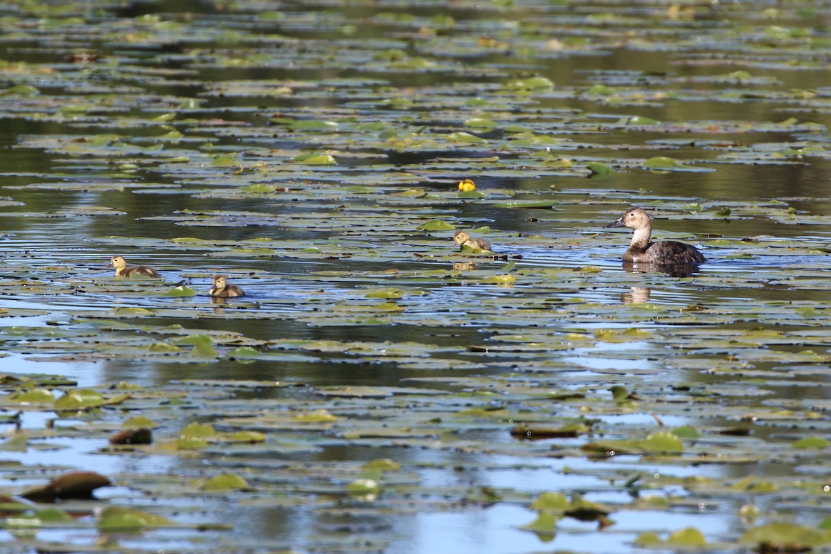 Canvasback - ML620382291