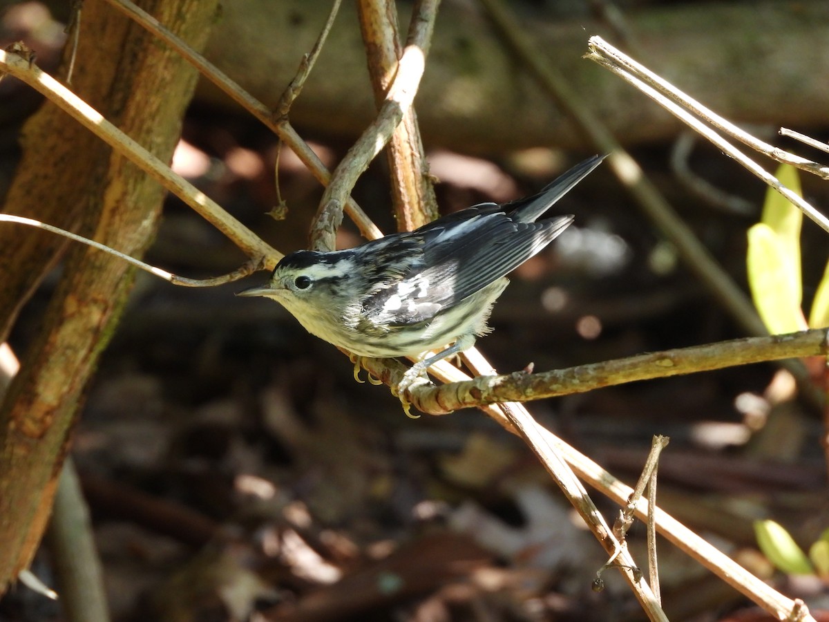 Black-and-white Warbler - ML620382292