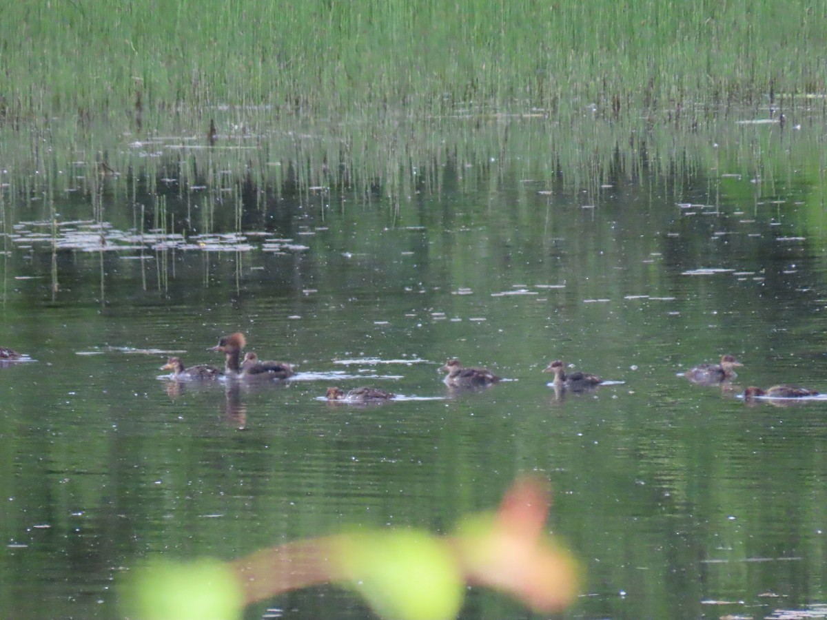 Hooded Merganser - ML620382293