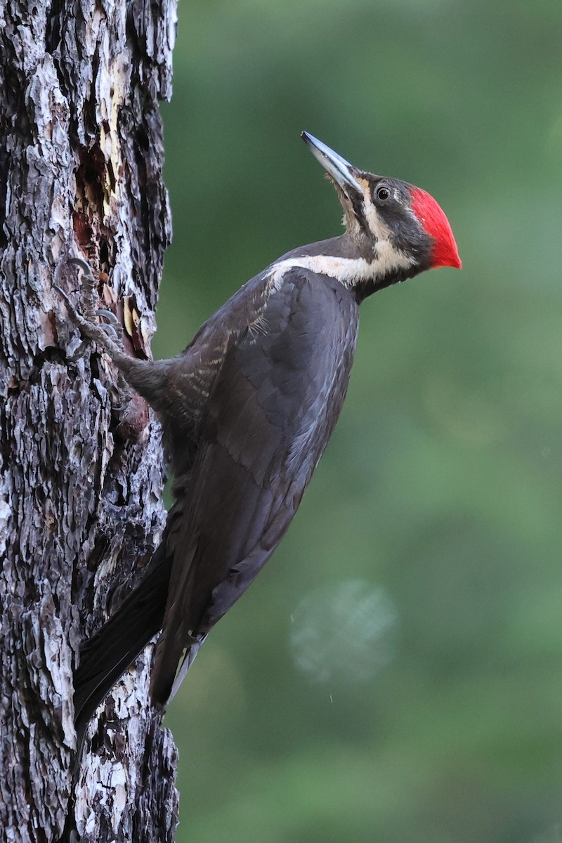 Pileated Woodpecker - ML620382294