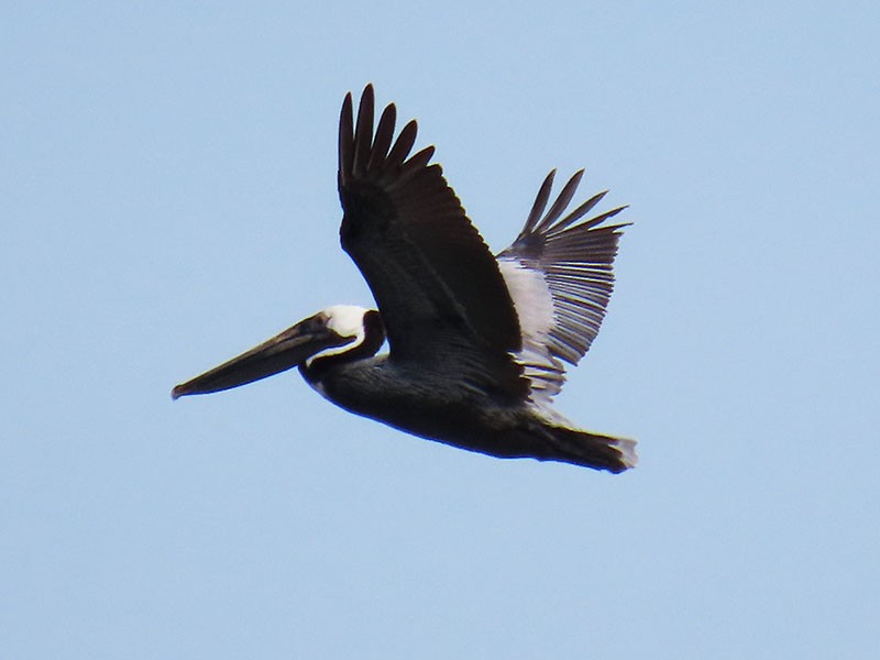 pelikán hnědý (ssp. carolinensis) - ML620382301