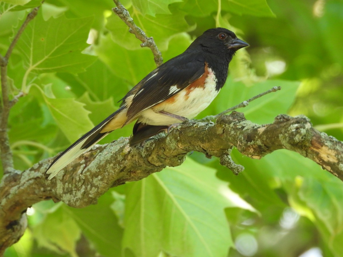 Eastern Towhee - ML620382305