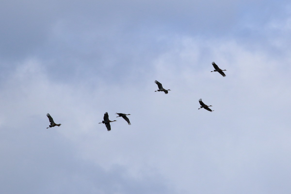 Sandhill Crane - ML620382306