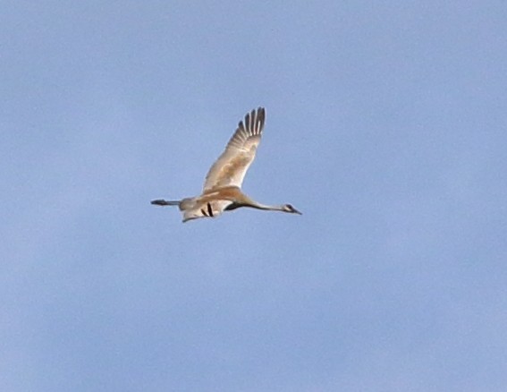 Sandhill Crane - ML620382307