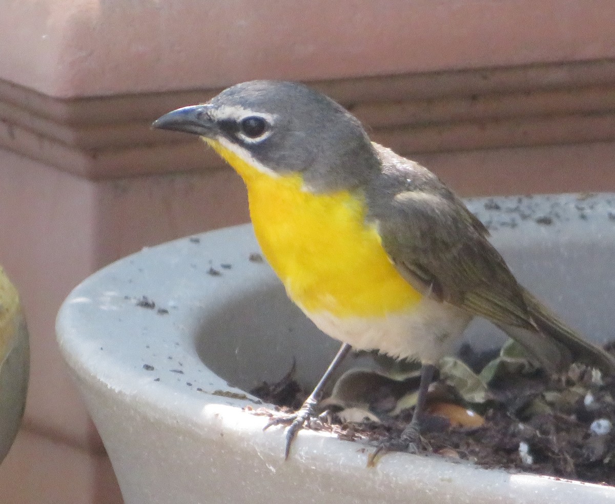 Yellow-breasted Chat - ML620382312