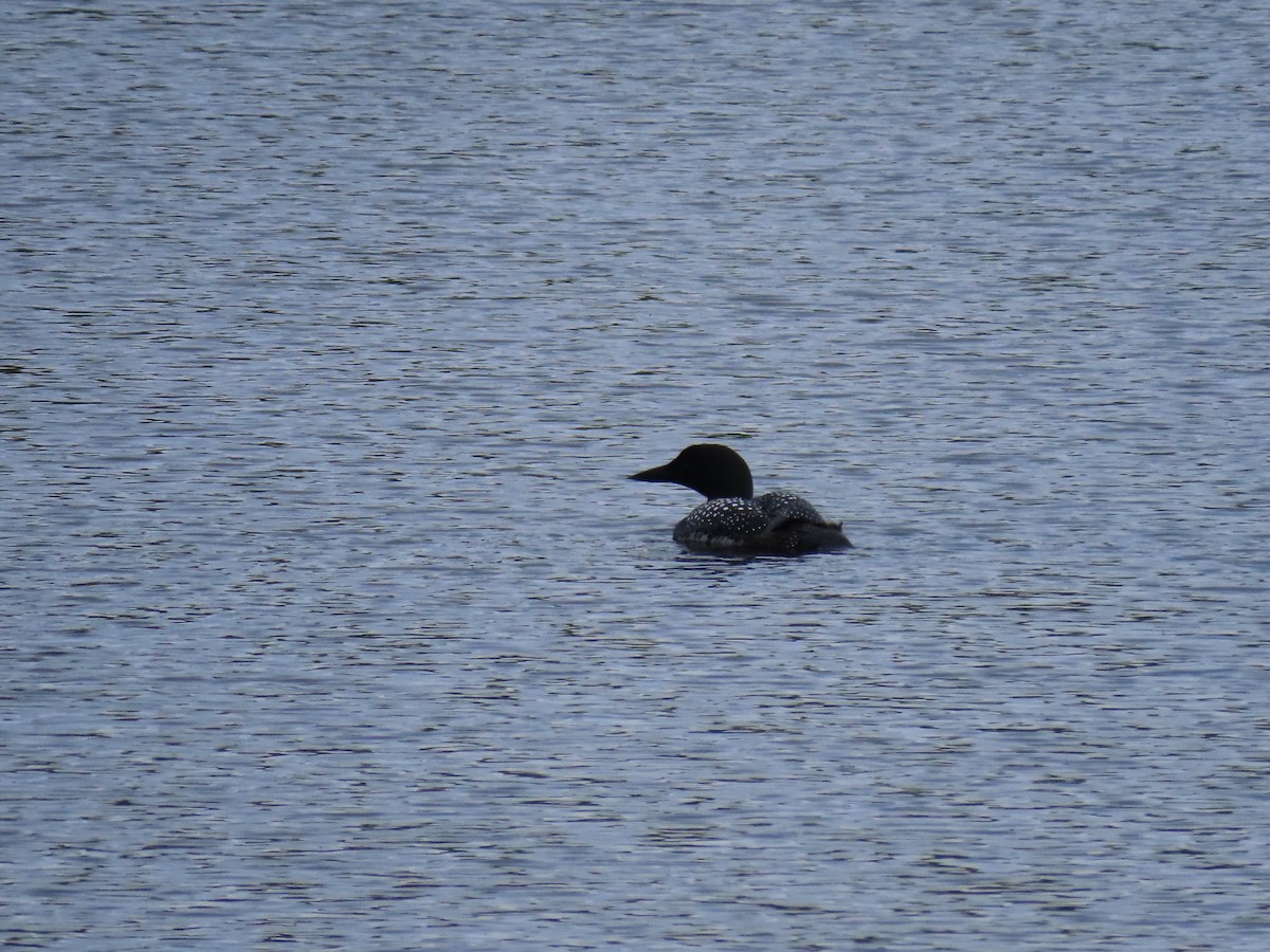 Common Loon - ML620382315