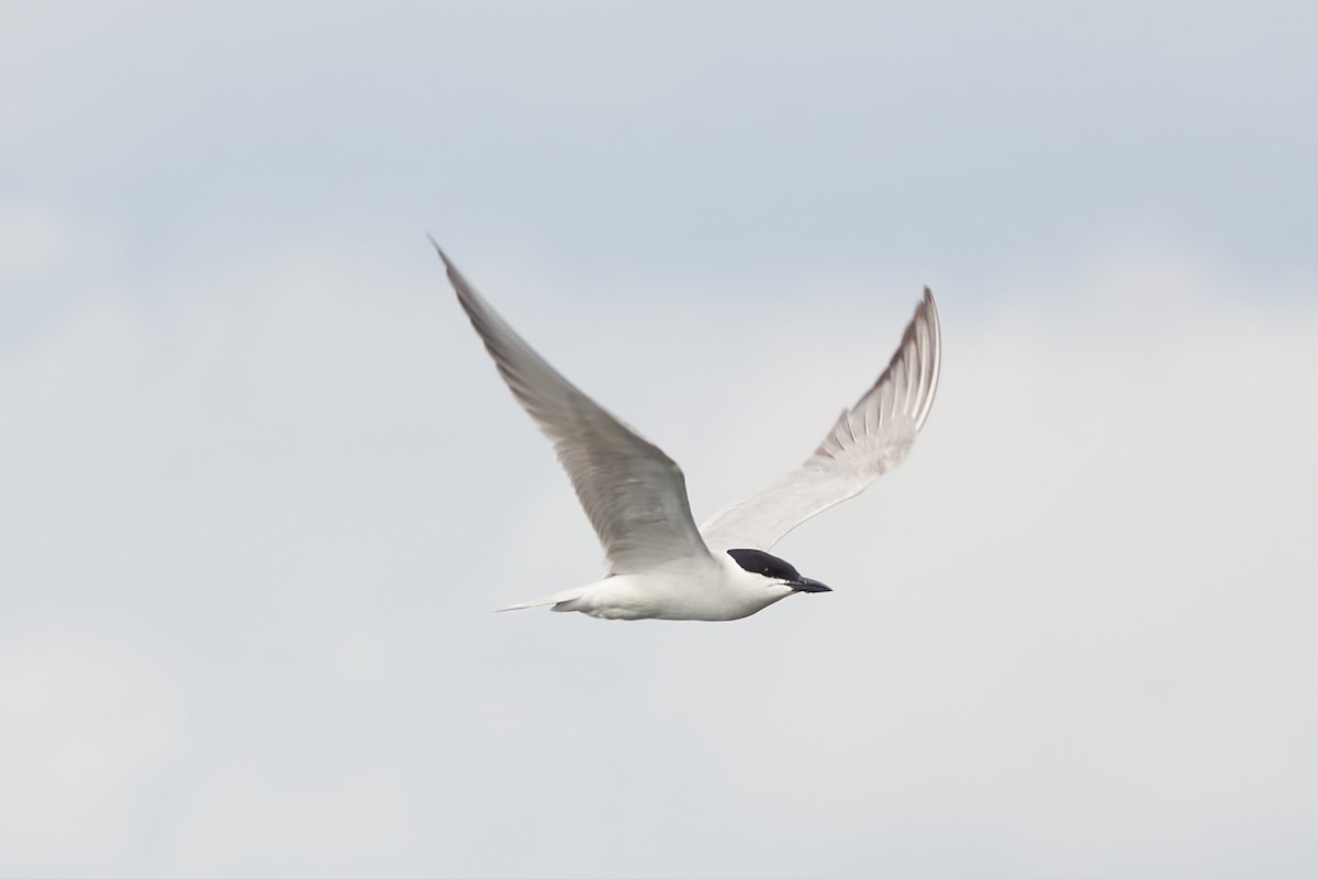 Gull-billed Tern - ML620382316