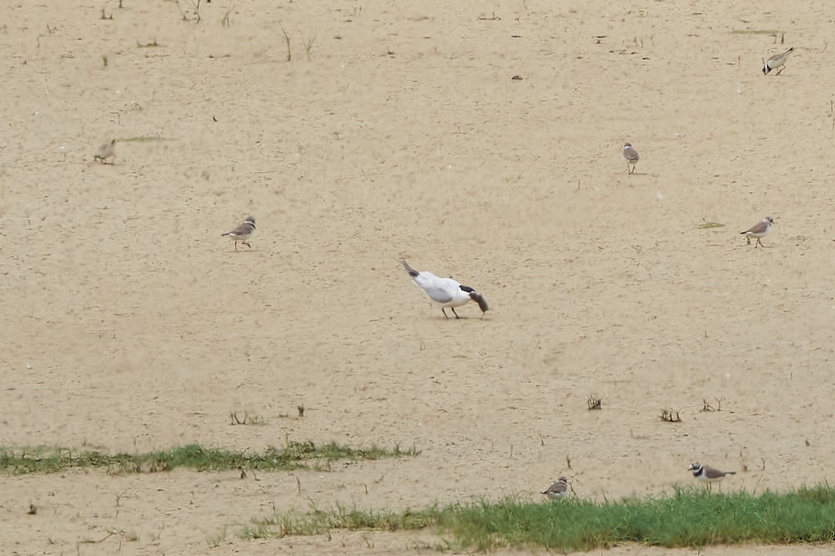 Gull-billed Tern - Luis Manso