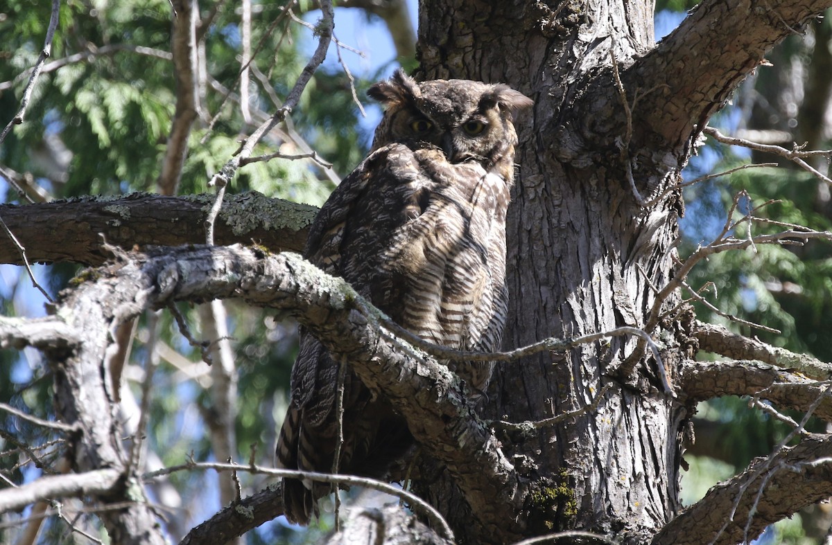 Great Horned Owl - ML620382322