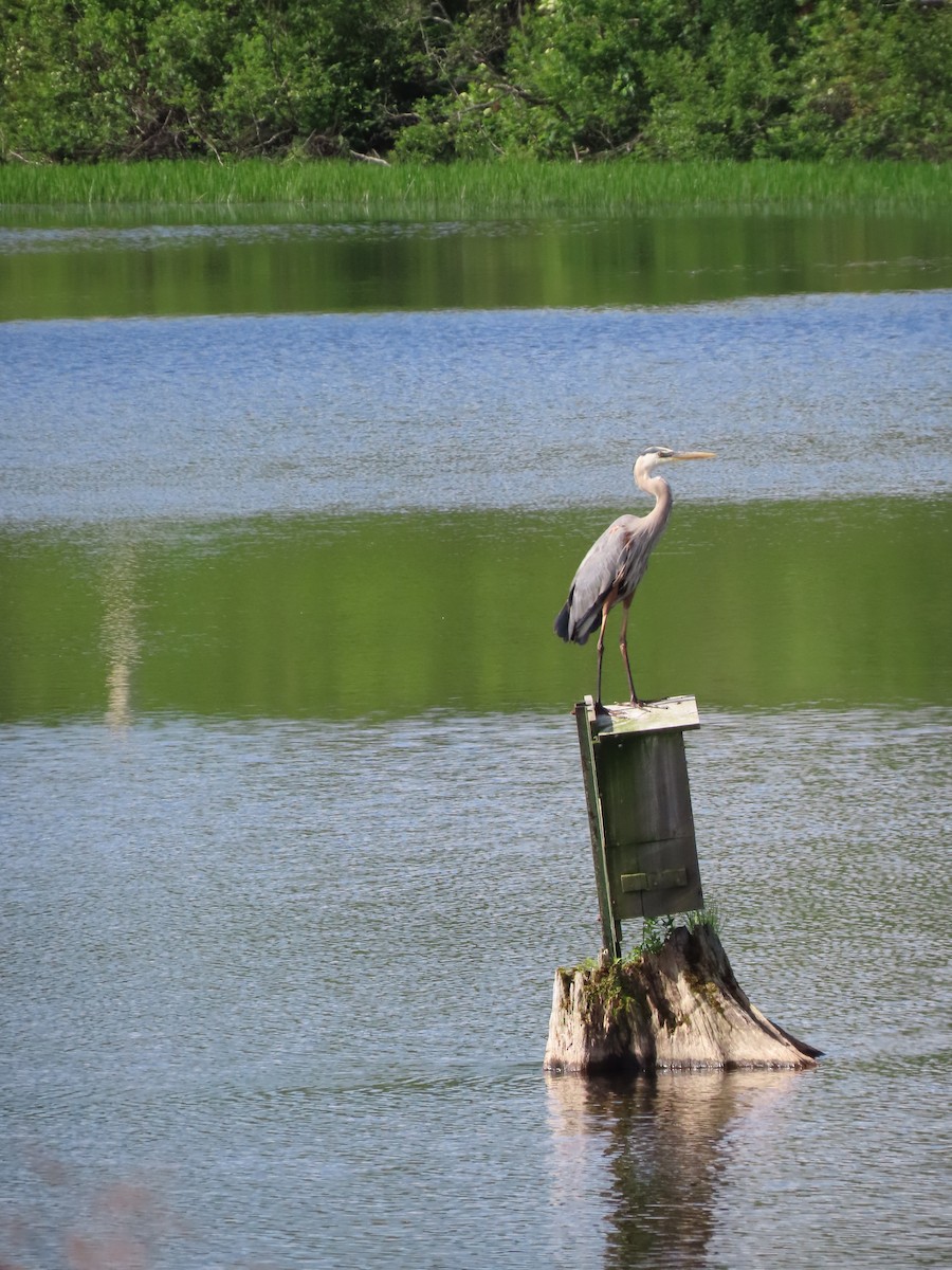 Great Blue Heron - Sue and Tom Santeusanio