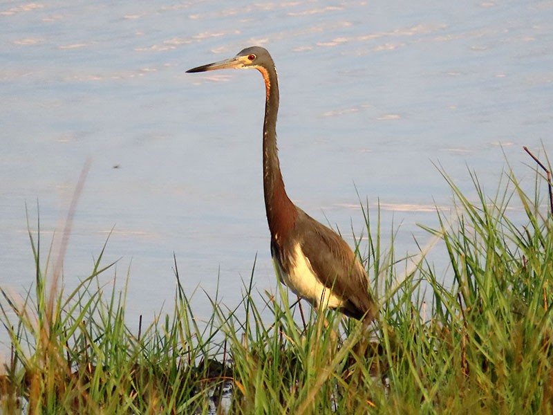 Tricolored Heron - ML620382327