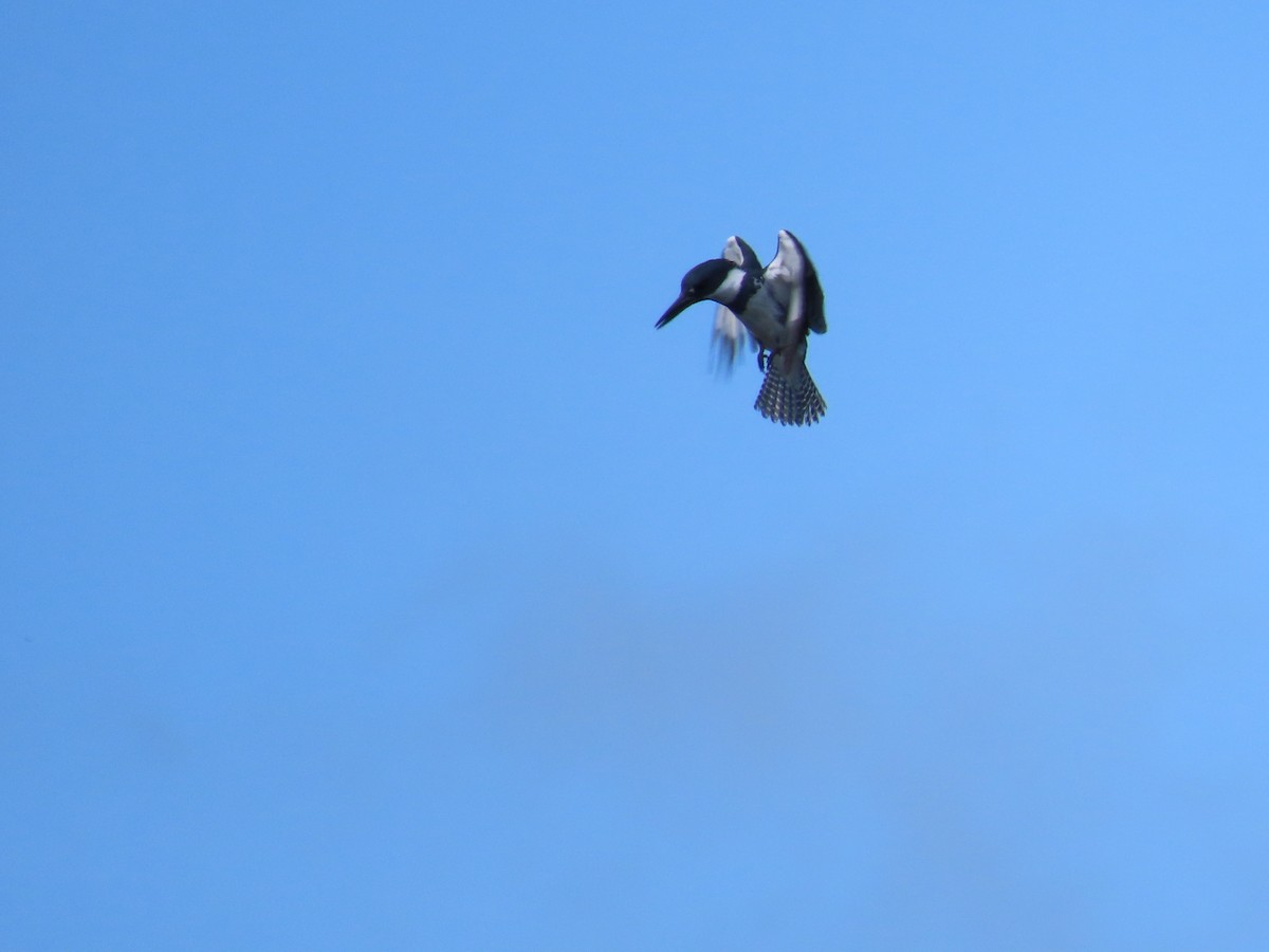 Belted Kingfisher - ML620382335