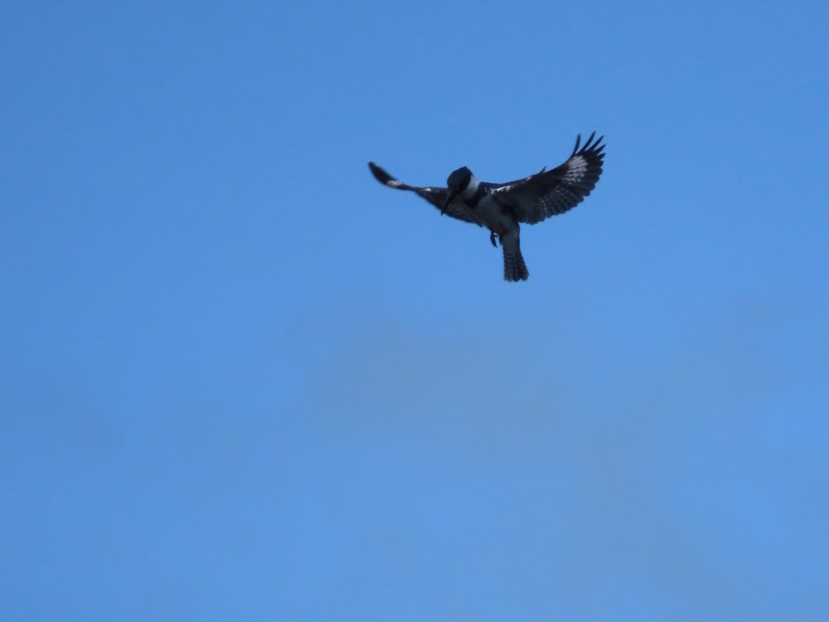 Belted Kingfisher - ML620382340