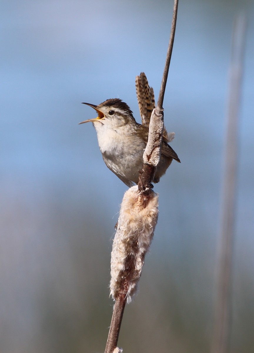 Marsh Wren - ML620382345